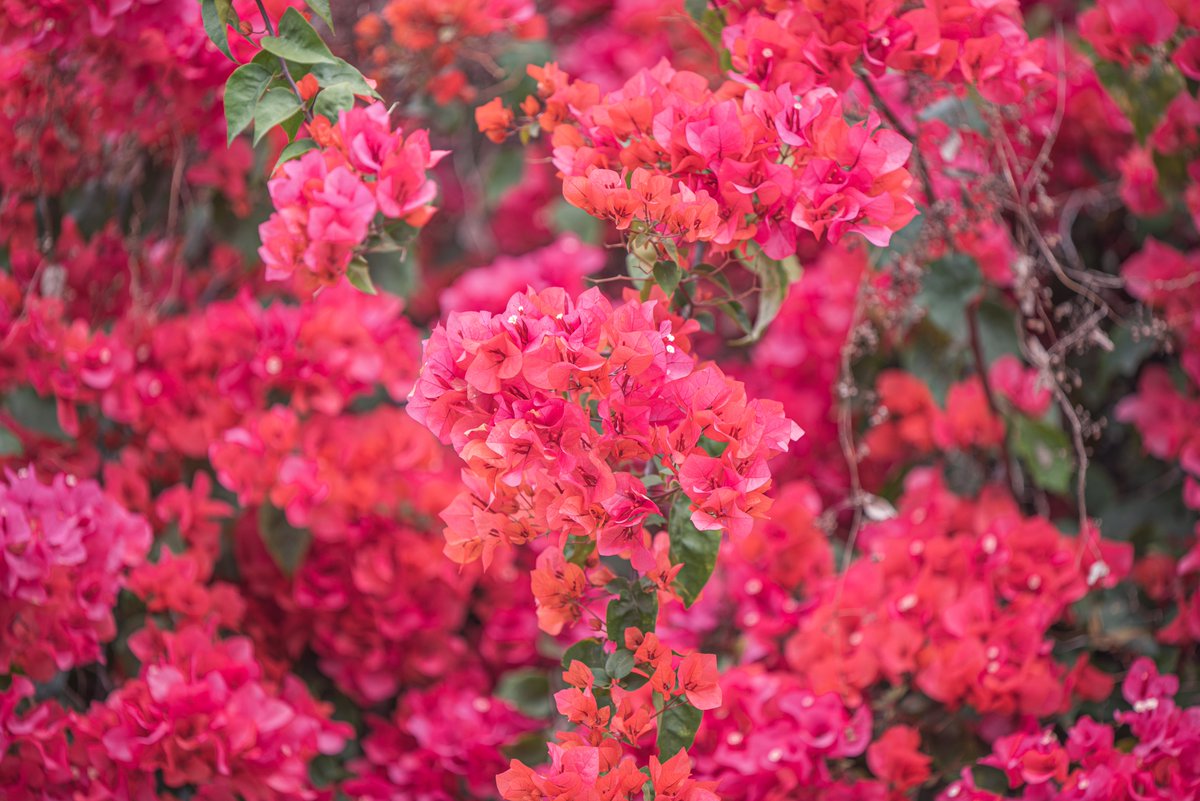 AndTaichung's tweet photo. #Bougainvillea have gradually blossomed in #Dongda Park, with the vibrant flowers blooming like fiery flames stretching for hundreds of meters. With #skywalks and #detentionponds, this lush natural park is suitable for the whole family.
No. 737, Sec. 1, Dongda Rd, Xitun Dist. https://t.co/9xkki14bNg