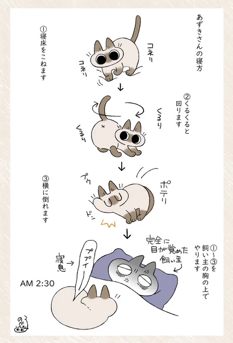 ? #シャム猫あずきさんは世界の中心 