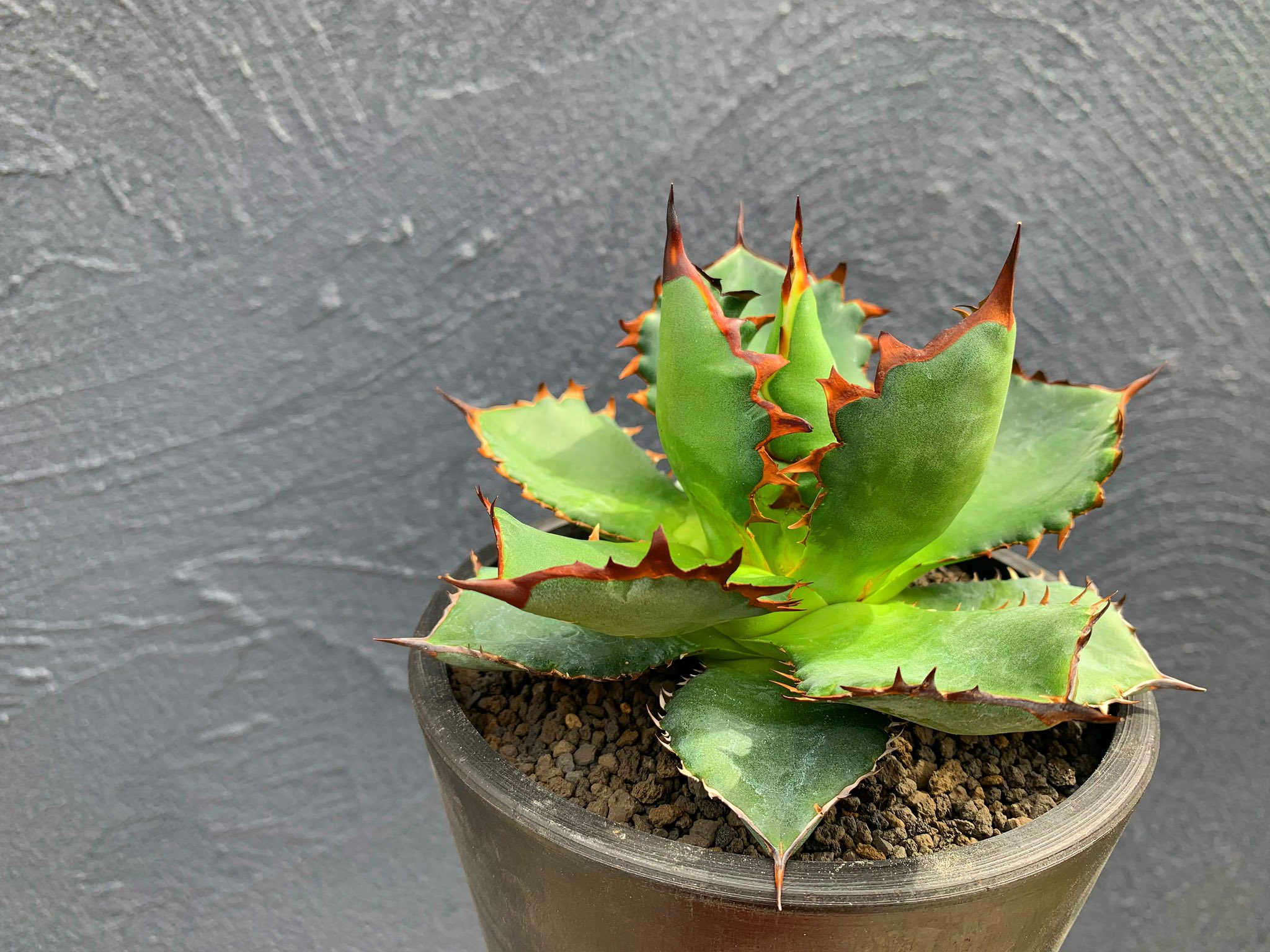 nakaplants on X: nakaplants on X: