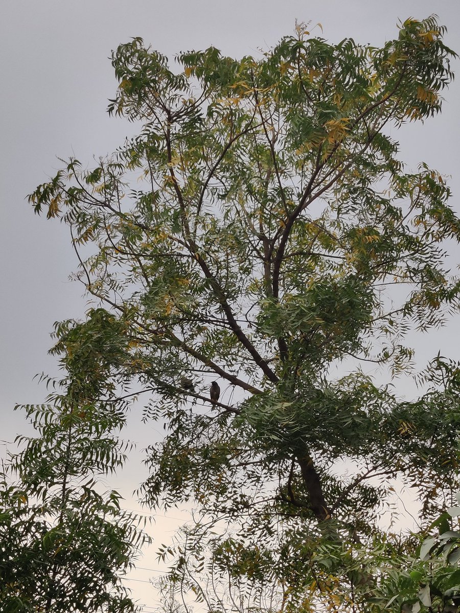renuagal's tweet photo. Lovely day. early-morning #DelhiRains https://t.co/CZcrCscpqo