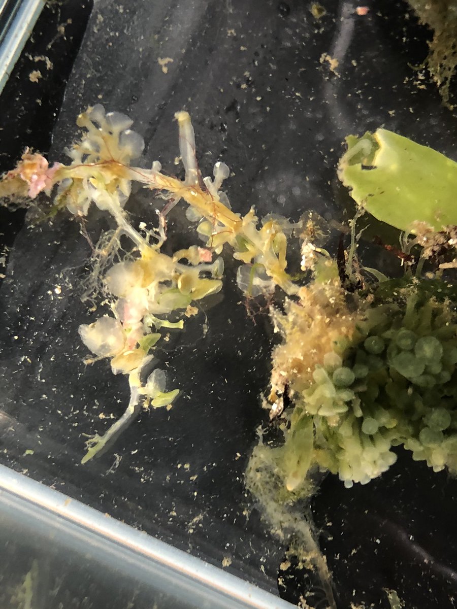 Shinichi Inagaki カンランウミウシはどこに 答えは二枚目の矢印に 食べられ もぬけの殻となったセンナリヅタがカンランウミウシっぽく見える これに擬態してるかは分からないけど 食べて葉緑体が体内に入れば海藻にも似るし 右下の 海藻は Shinichi Inagaki カンランウミウシはどこに 答えは二枚目の矢印に 食べられ もぬけの殻となったセンナリヅタがカンランウミウシっぽく見える これに擬態してるかは分からないけど 食べて葉緑体が体内に入れば海藻にも似るし 右下の 海藻は