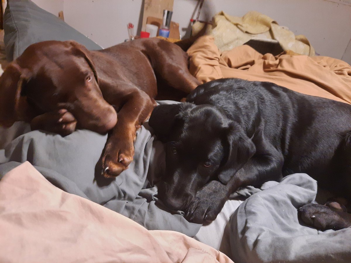 DanielleFritz7's tweet photo. Have dogs, they said. It'll be great, they said. Yeah. Til they take over your bed. #puppies #brothers #Cap #Blue #growingboys #animalsoftwitter #DogsofTwittter #snugglebuddies https://t.co/XR5WrOqPWi