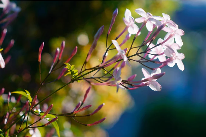 相性もなにも花ばかり撮ってましたね去年。 