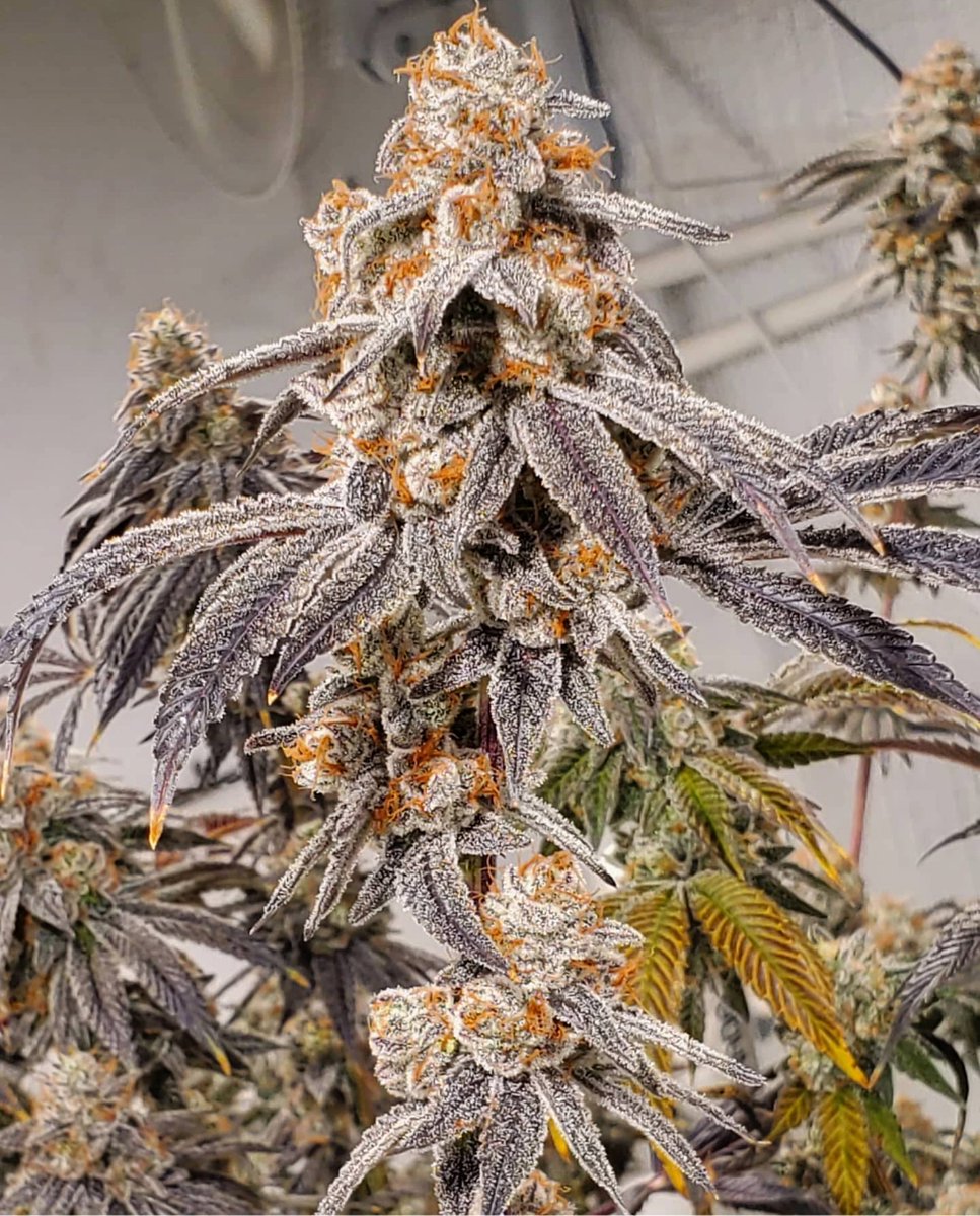 We're coming Canada 🤞