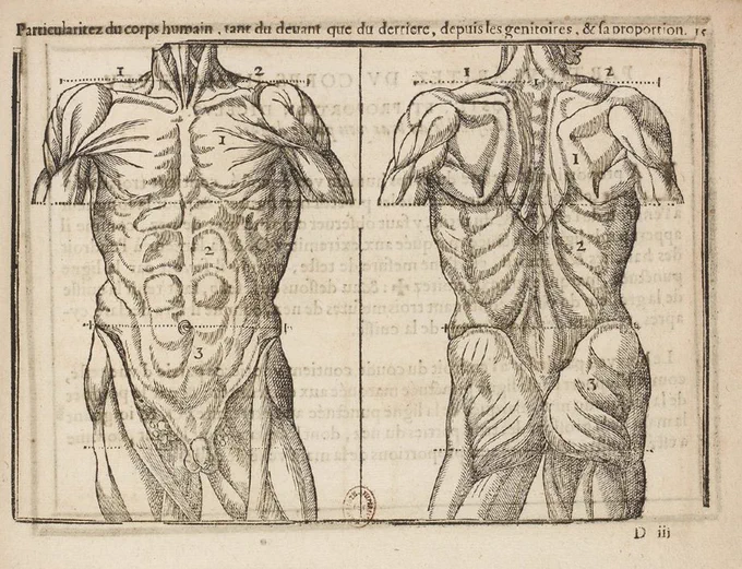 16世紀ごろの美術解剖書では、筋走行が描かれていないかわりに起伏を描いているので、棘下筋の上の溝も描かれています。 