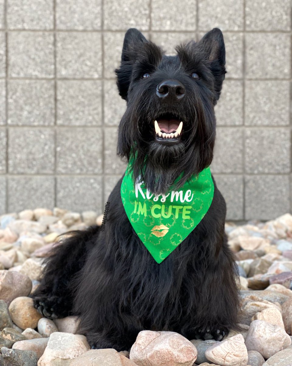 Angus & Scottie tweet media