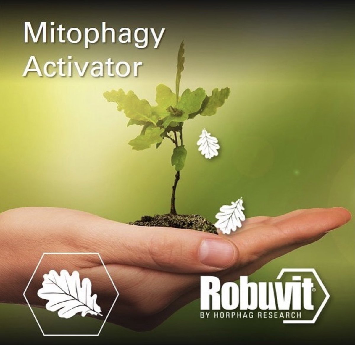 RobuvitJ's tweet photo. Mitophagy Activator : ミトファジー活性化

フランスオーク抽出物🇫🇷ロブビット®️が体内でミトファジーを促進。臨床試験では、一般的な疲労、慢性的疲労も回復することも確認済。運動パフォーマンスも上昇と報告されている。

#ロブビット #Robuvit #ミトファジー #活力 #ミトコンドリア https://t.co/4lFYtWk4ti