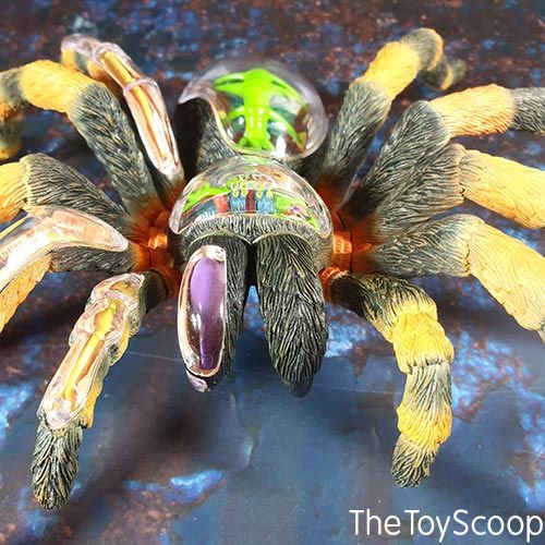 TheToyScoop's tweet photo. (advert) Day 11 of #monthofscience is this amazing Tarantula Anatomy Model by @thamesandkosmosuk https://t.co/Gf05bjrZIu The model shows the internal organs and outer body structure of the Tarantula. #BSW2021 #scienceathome #stemtoys #handsonlearning #spiders https://t.co/cSc29b8WEq