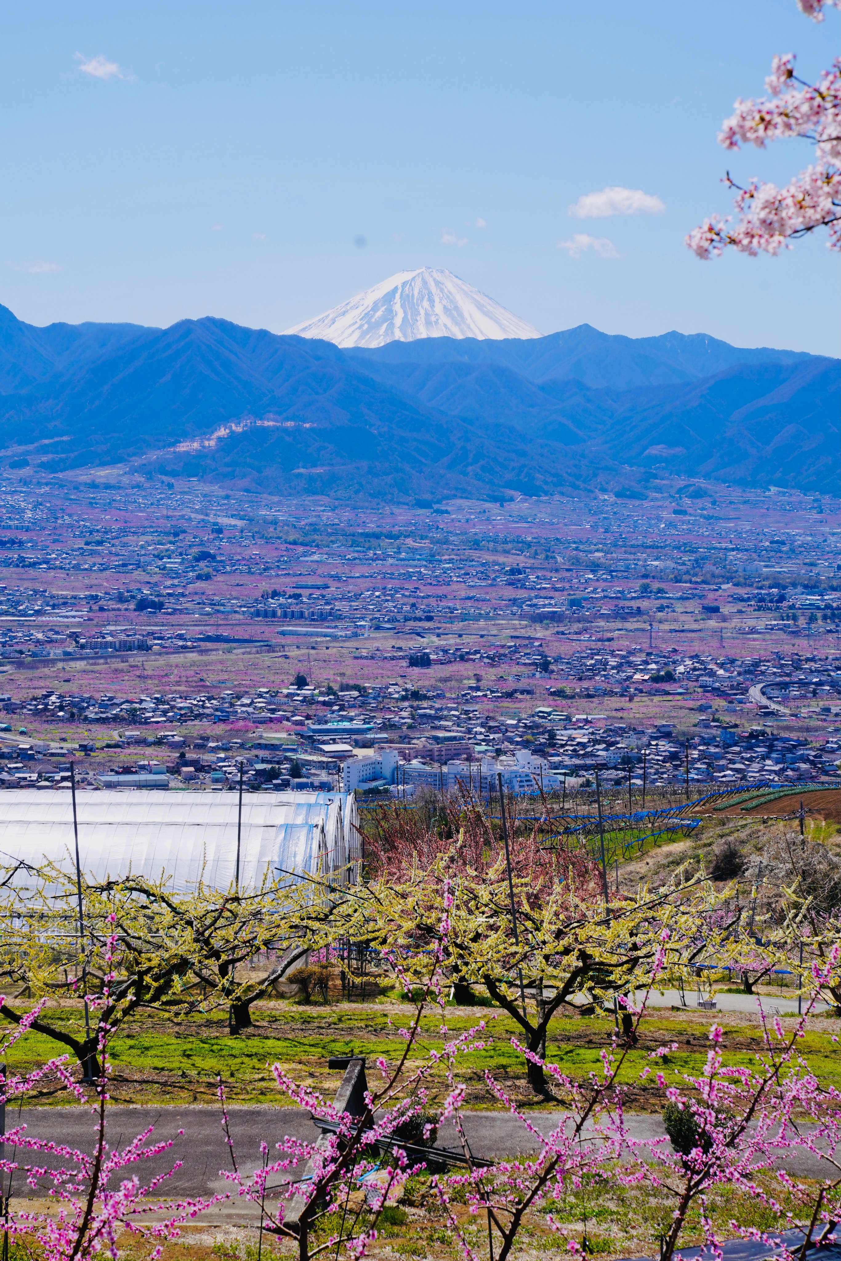 山梨市観光協会 桃源郷おススメ スポット 近くで 桃の花 をみた後は 眼下に広がる 桃源郷 を楽しむこともお忘れなく 笛吹川フルーツ公園 フルーツライン 広域農道 がおススメです 天気がよければ富士山も一緒に見られます 例年４月上