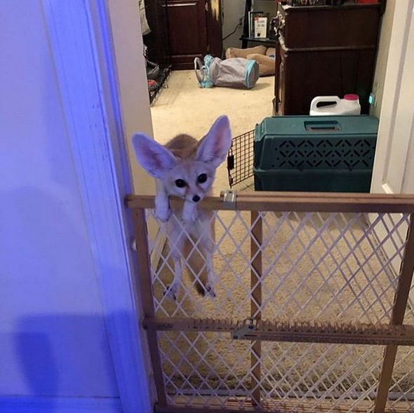 FennecsDaily's tweet photo. https://t.co/i7EgXrlJIf