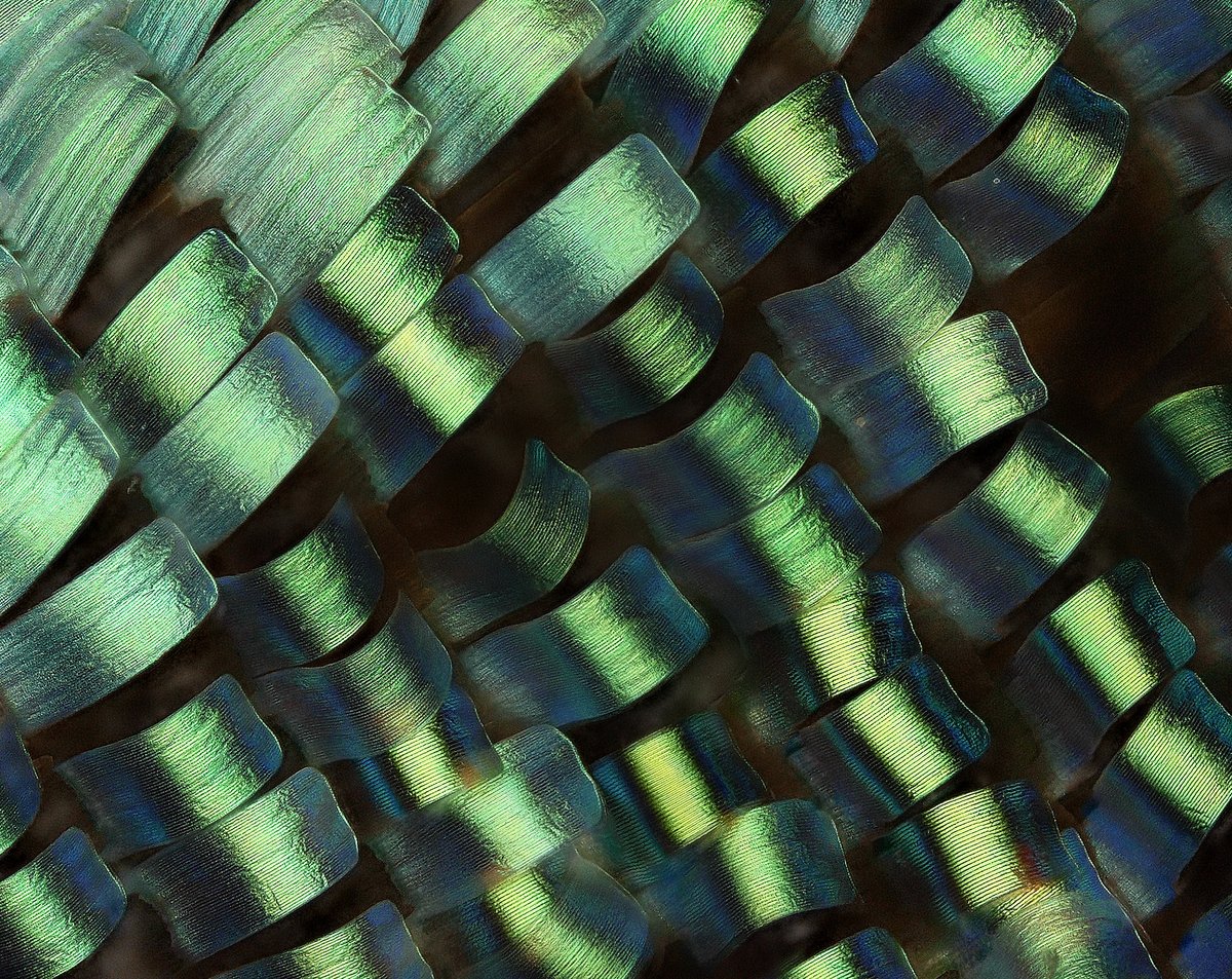 BerkeleyMuseums's tweet photo. A collection of 5 million little barometers of the changing planet! The Essig Museum of Entomology endeavors to engage students of all ages and backgrounds in critical biodiversity research. Please consider donating to the Essig as part of Big Give today https://t.co/rPgiB0hlgT https://t.co/PFMrHj7c3c