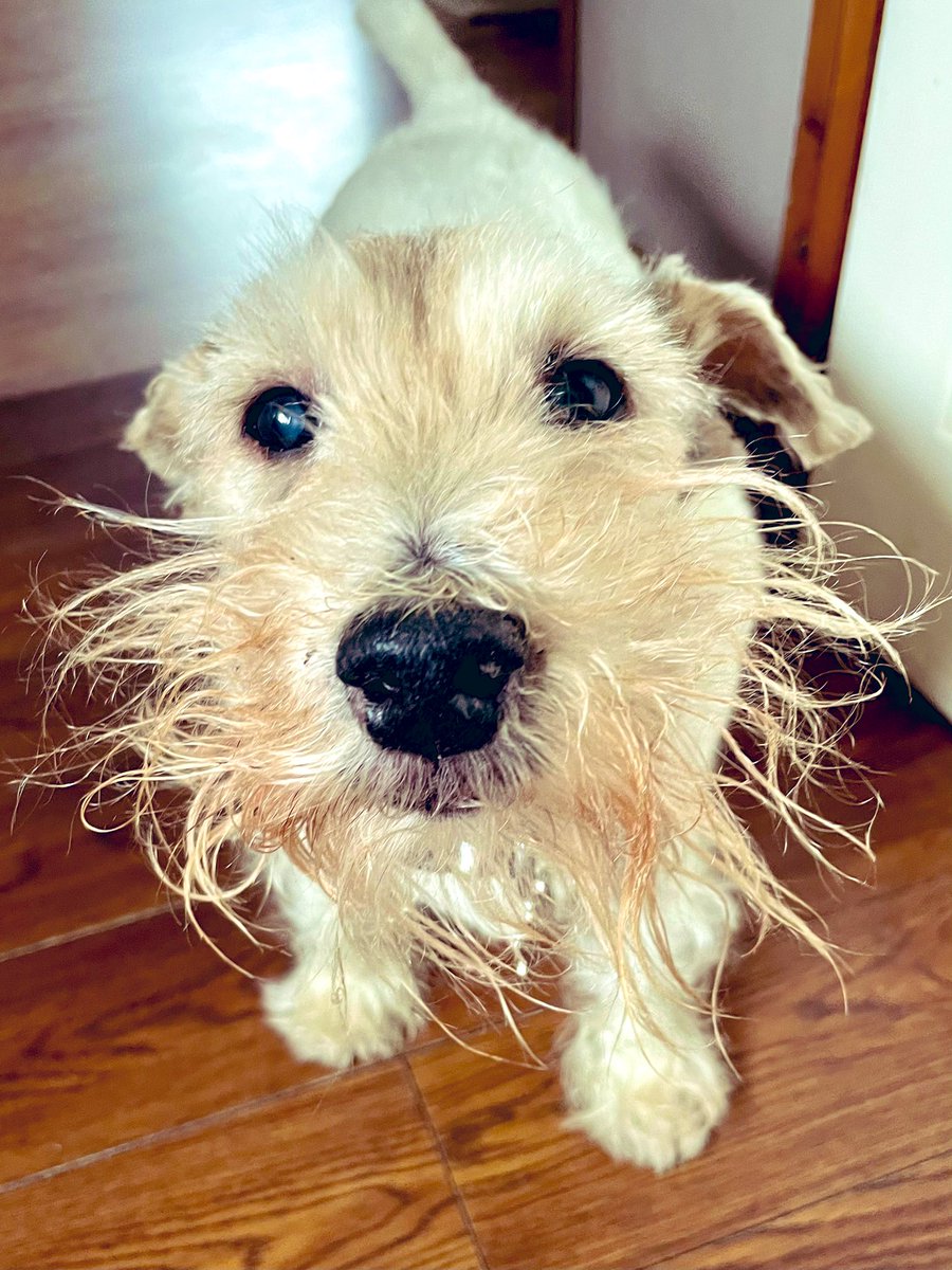 Mr Trebus aka Treebs 🐶🌈BoBoes aka Bear Cub🐻🌈 tweet media