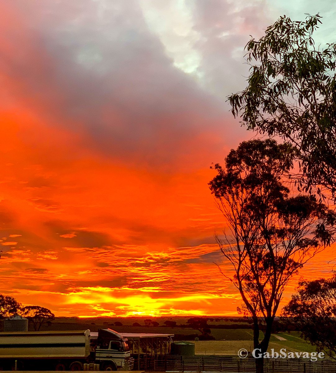 SavGab's tweet image. As our paddocks turn green by the minute from the rain last week, thought I’d grab a capture our sun dropping into the horizon. 😍
You would have thought the horizon was on fire 🔥 🔥
Seriously sensational.