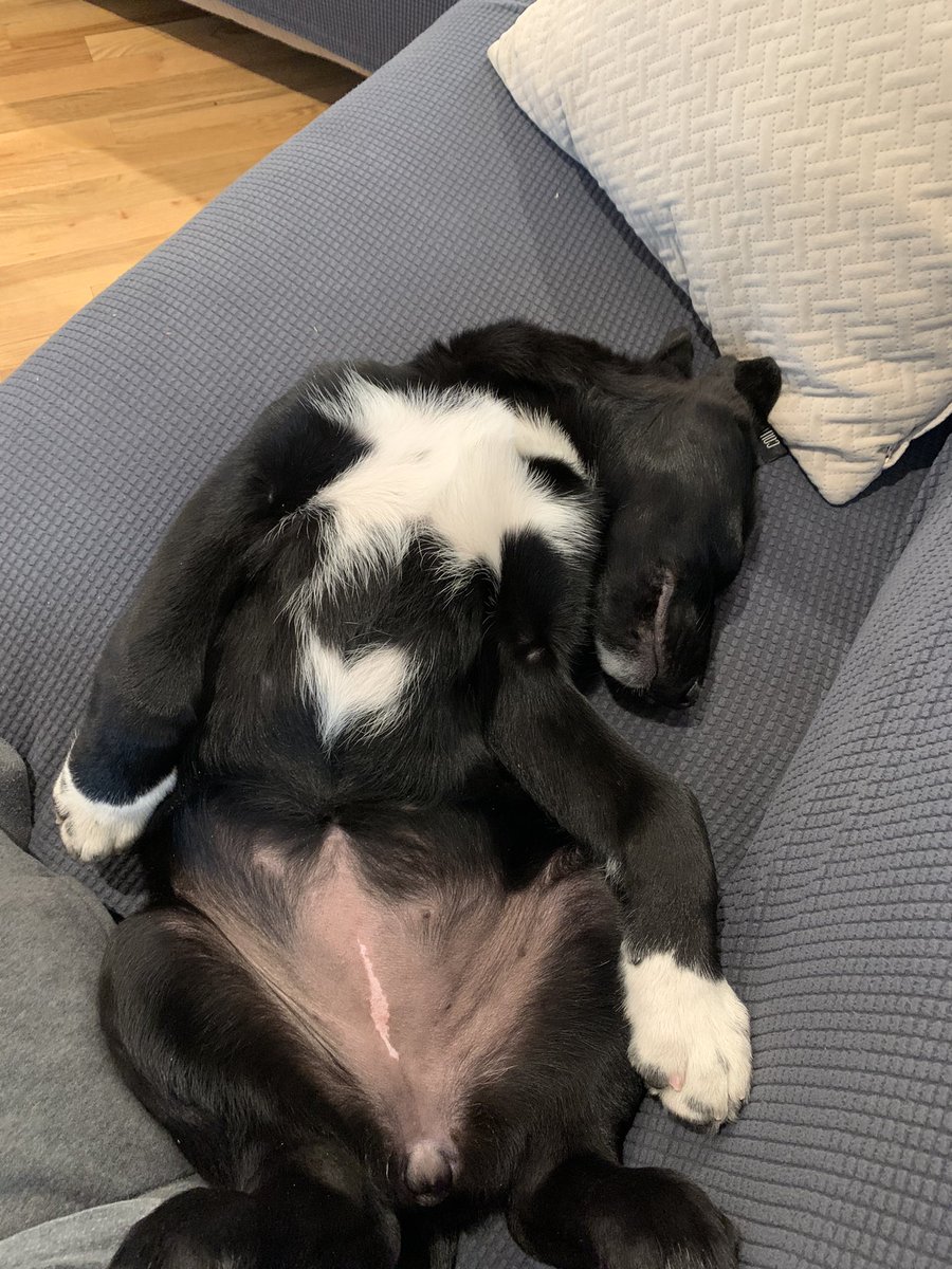turfman31's tweet photo. Is it the weekend yet? #ruffweek #tiredpup @DogsOfTurf https://t.co/XmMQAwhTxW