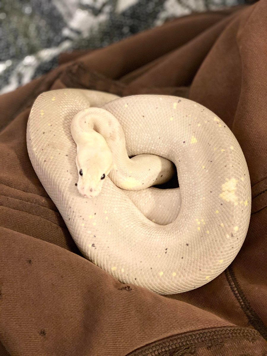 Hourly Snakes 🐍 (@snakehour) on Twitter photo 