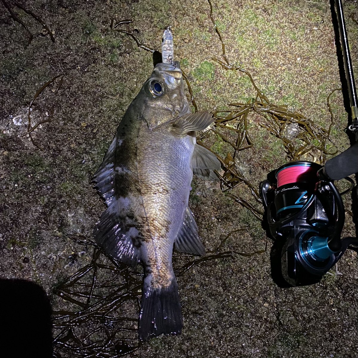 夢釣丸 まさぶう 天草突撃メバリング 上天草にナイトメバリングに行ってきました 相変わらず藻が覆い茂ってなかなか難しい状況の中 ナイスなブルーバックをゲットしました ワームからペンシル ミノーまで反応があって楽しかったです 熊本 天草