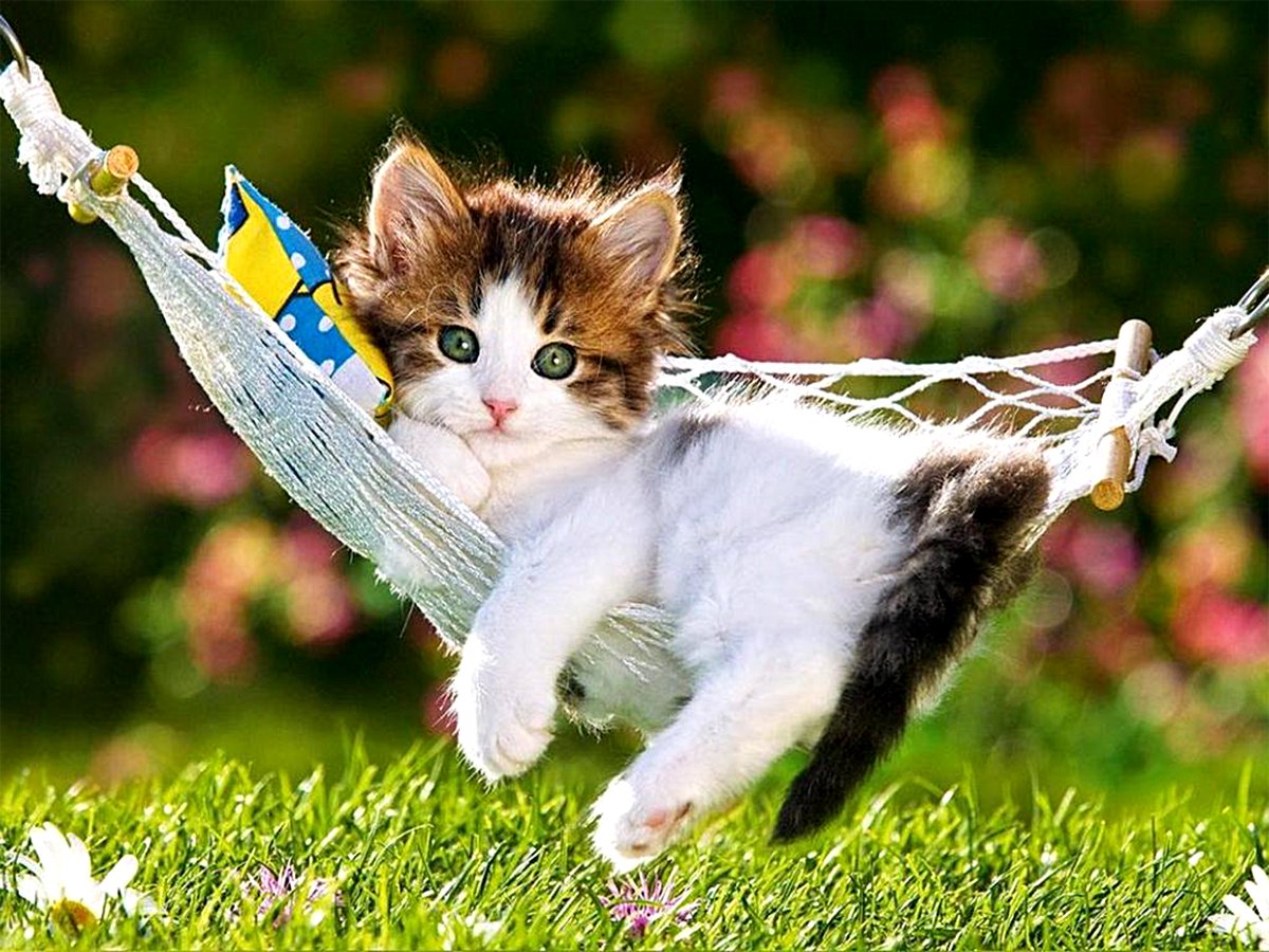 YKittenlover's tweet photo. So cute π
#cat #cats #kitty #kittycat #kittyperry #kitten #kittens #catlover #catlovers #catlog #CatsOfTwitter #CatsOnTwitter #CatsCountdown #CatSweat https://t.co/RxOWP3NvUK