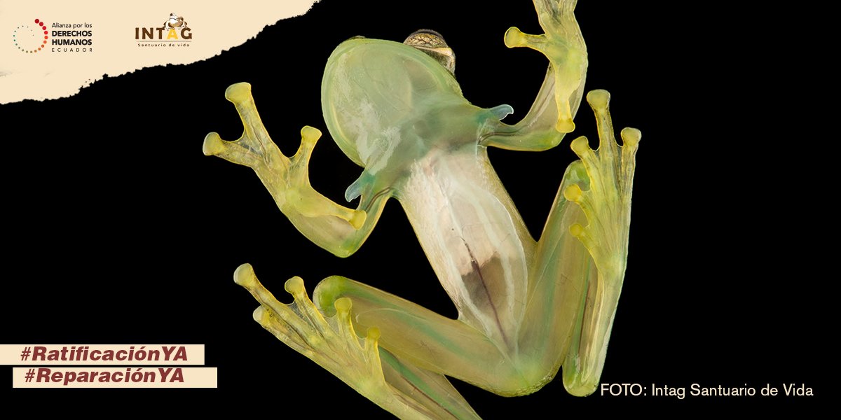 felipejacome84's tweet photo. El 24/Sept, la Jueza de Cotacachi dictaminó que @Ambiente_Ec falló en su trabajo de proteger la biodiversidad del Valle de Intag🐸🍃
Exigimos al @ImbaburaCJ  #RatificaciónYA de la sentencia a favor de las especies en peligro de extinción y #ReparaciónYA de los derechos vulnerados https://t.co/QdtYfXYz9J