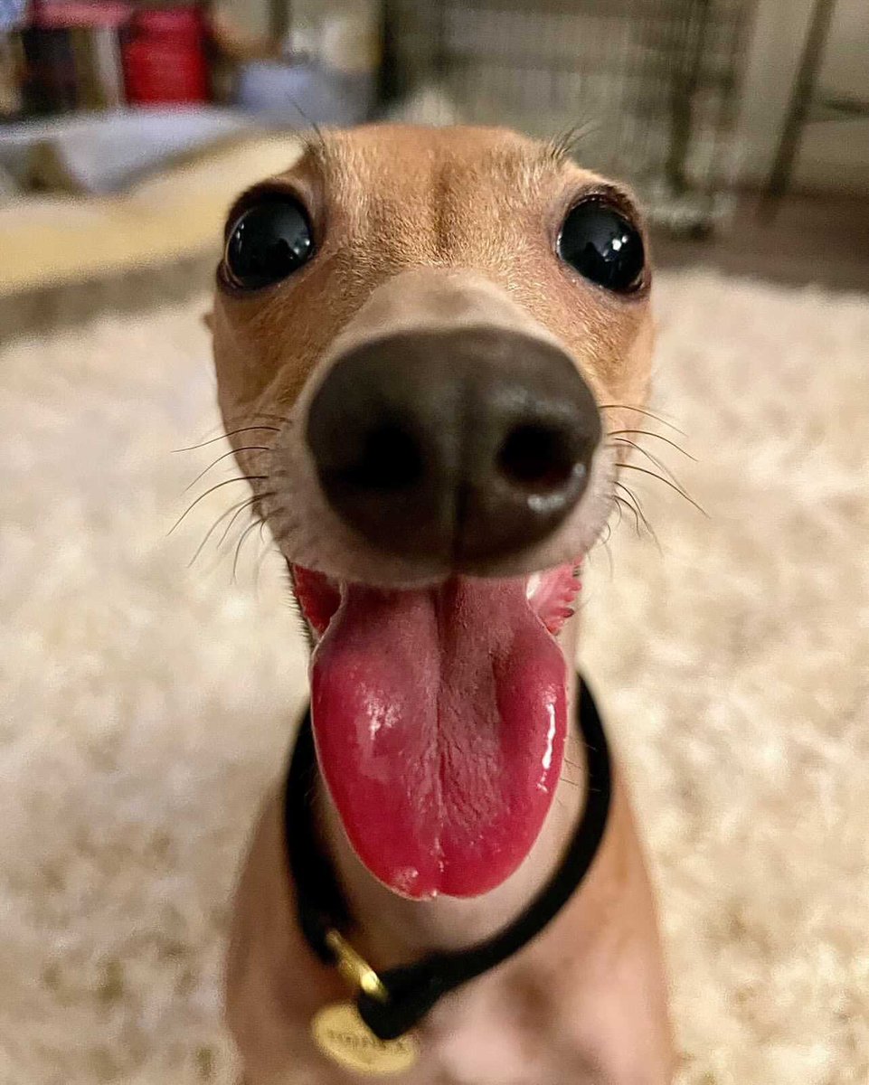 dog_rates's tweet image. This is Honey. She will show you her ears or her tongue, but never both. The world isn’t ready for that. 14/10 would boop