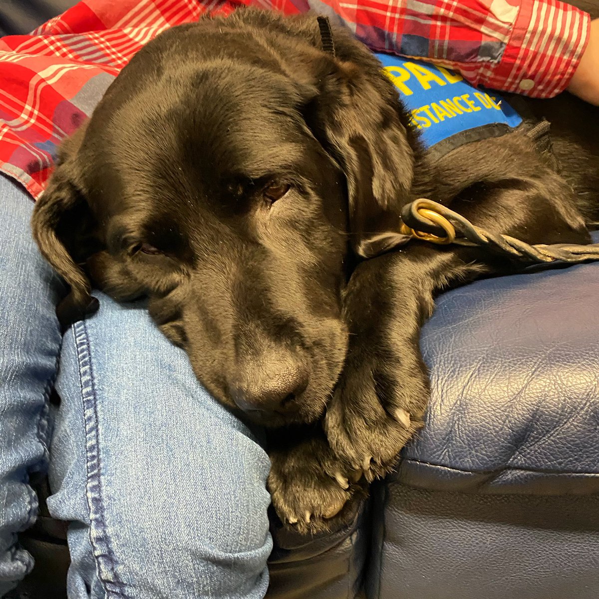 PADSk9Merlot's tweet photo. It’s okay. If you’re feeling more anxious or worried, I’ll just snug in to you a little bit tighter. #pawsofstrength #facilitydog #courthousedog #merlot #workingdog #magicalmerlot #DogsofTwittter @reginapolice @PADSdogs https://t.co/uVIbd2rSj9