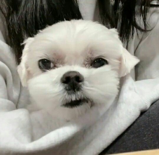 peachyeoshin's tweet photo. -------------(๏พ*>โ<)๏พโก--------------
Habis nonton Treasure Map โ Streaming Rosรฉ 'On the ground' ๐๐ #Teumeblink #TREASURE #OnTheGroundTODAY #ROSE https://t.co/kdcqb0OAEl