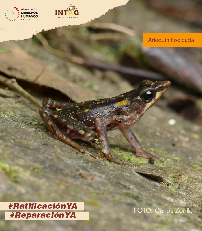felipejacome84's tweet photo. 🍃Al proteger a las ranas 🐸Arlequín Hocicuda y 🐸Nodriza Confusa que habitan en Intag, ganamos todos.
La fauna  podrá vivir en un ambiente protegido, libre de contaminación  y  las comunidades continuarán en su hogar, cuidando la biodiversidad.@ImbaburaC ¡Urge #RatificaciónYA! https://t.co/9LlwSzrHeC
