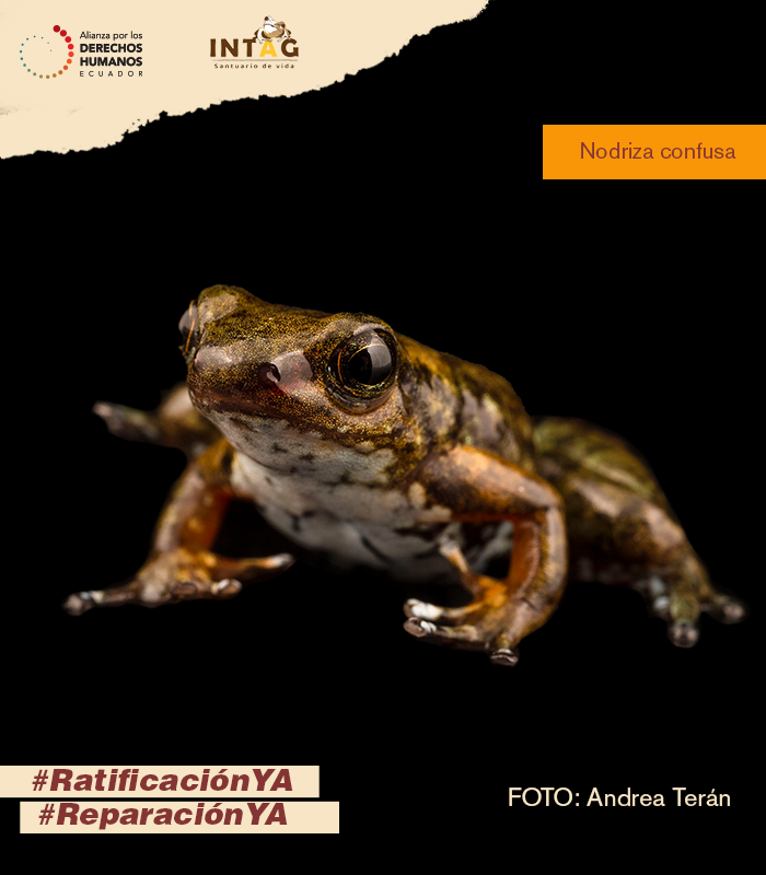 felipejacome84's tweet photo. 🍃Al proteger a las ranas 🐸Arlequín Hocicuda y 🐸Nodriza Confusa que habitan en Intag, ganamos todos.
La fauna  podrá vivir en un ambiente protegido, libre de contaminación  y  las comunidades continuarán en su hogar, cuidando la biodiversidad.@ImbaburaC ¡Urge #RatificaciónYA! https://t.co/9LlwSzrHeC
