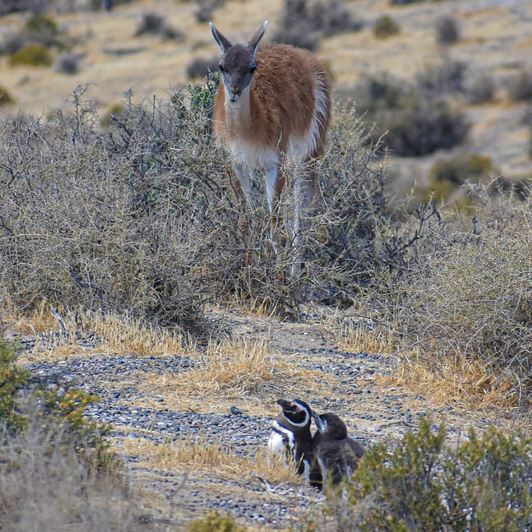 Mochiviajera006's tweet photo. Todos Somos Ése Guanaco... o NO??🥰🐧
#puntatombo #cuantoamor https://t.co/eLY4Kzs3dh