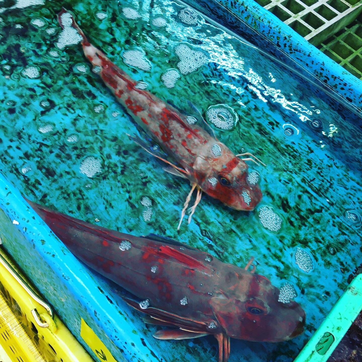 一宮海鮮市場 魚平 おはようございます 今日の一宮は雨が降ったり晴れたりと季節の変わり目という天気です 今 活きたホウボウが水槽にいます ヒレが美しい魚ですが 味もいいです 魚平 一宮魚平 海鮮市場魚平 魚大好き 貝大好き 九十九里