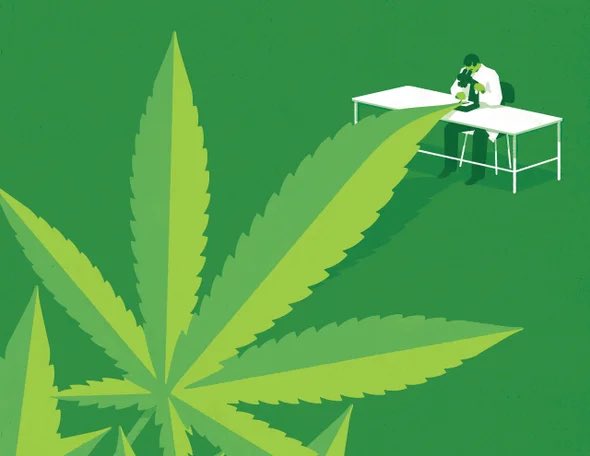 CannabeCBD's tweet photo. #CBD has strong anti-oxidant, anti-inflammatory, anticonvulsant, anti-depressant, anti-psychotic, anti-tumoral, and neuroprotective qualities. #Cannabidiol can change gene expression and remove beta amyloid plaque, the hallmark of #Alzheimer’s, from brain cells. #cbdheals https://t.co/iwpeper4J3