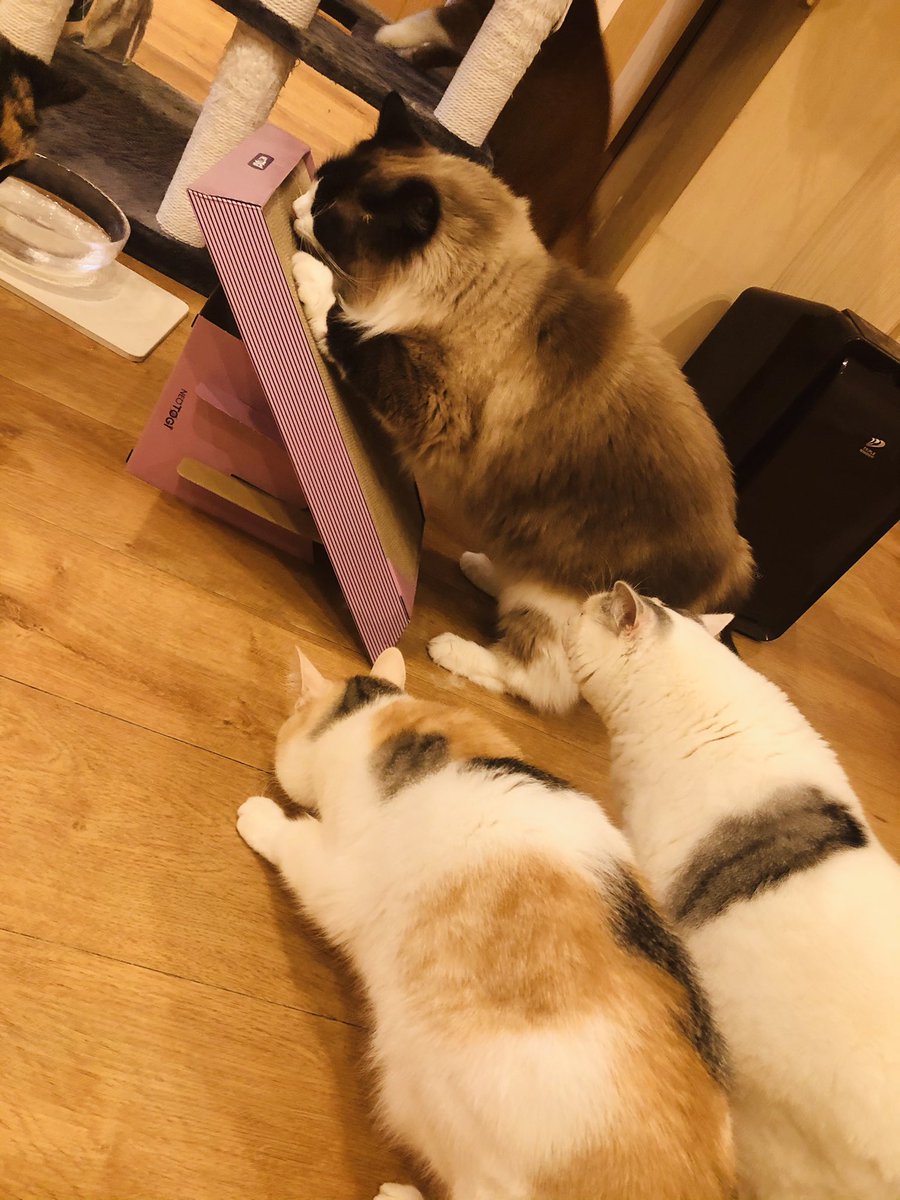 Cat Cafe Obc おはようございます 以前働いていたスタッフに 爪研ぎもらったにゃ みんな爪研ぎしてくれると嬉しいなぁ Cat Cafe Obc おはようございます 以前働いていたスタッフに 爪研ぎもらったにゃ みんな爪研ぎしてくれると嬉しいなぁ