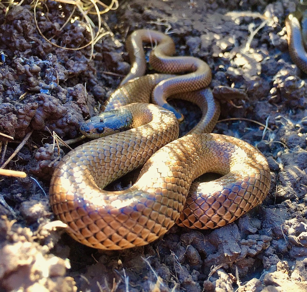 BiosisAU's tweet photo. Female Little Whip Snake (Suta flagellum) with 2 juveniles π π π
π· by @BiosisAU senior zoologist Dan Gilmore.
#WildOz #FieldworkFinds #Herpetology https://t.co/qbNSEjQrwF