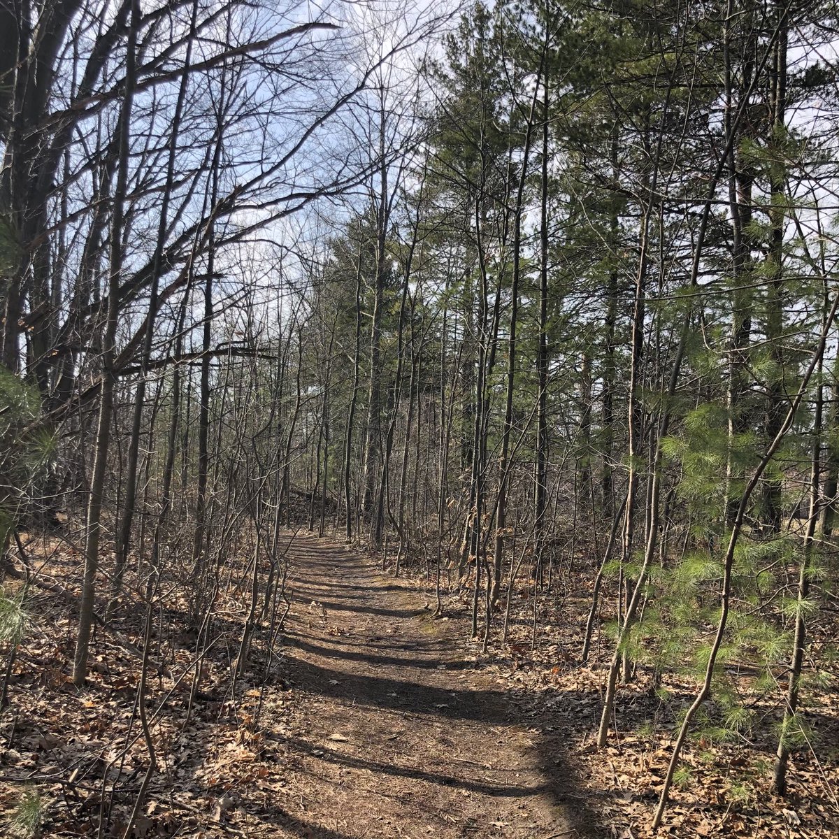 carol_penner's tweet photo. For this section
of my favourite walk
where I can hear
the wind
in the pine trees,
I am so thankful
#JoyInLent
#Whoosh
#SpringWind https://t.co/hkVktXd6Xi