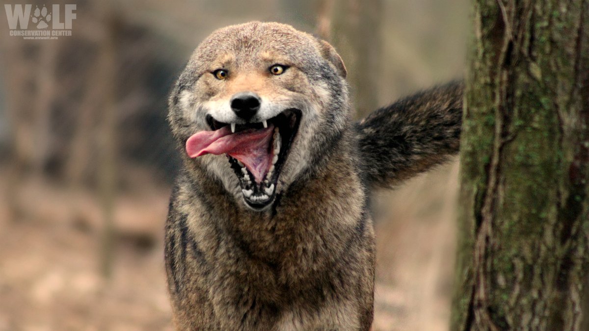Wolf Conservation Center 🐺 tweet media