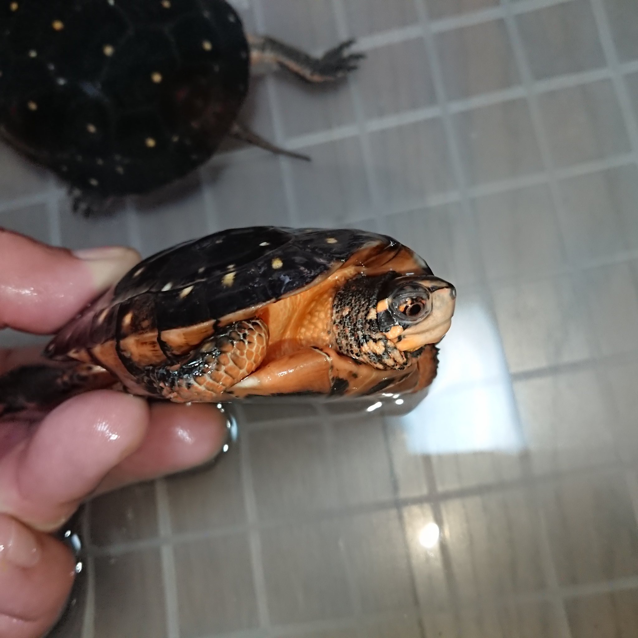 Peekaboo キボシイシガメprです だいぶ前からストックしていたprですので安心です 星の数も段々と増えて来てるので楽しみなprだと思います お問い合わせ下さい キボシイシガメ