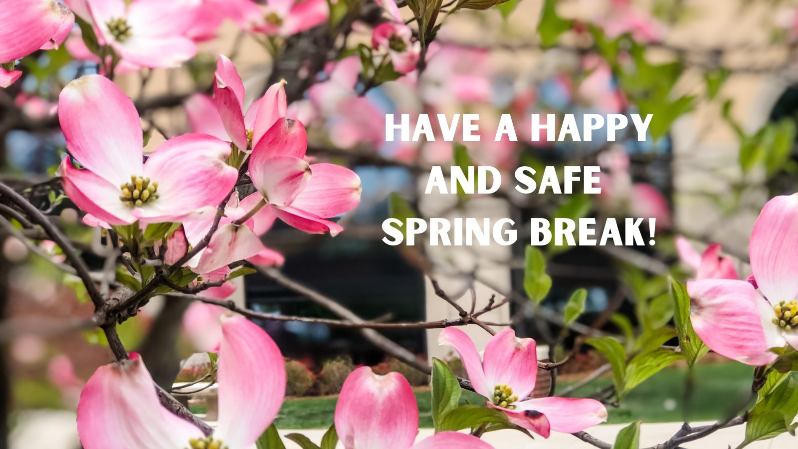 Spring Break Quote