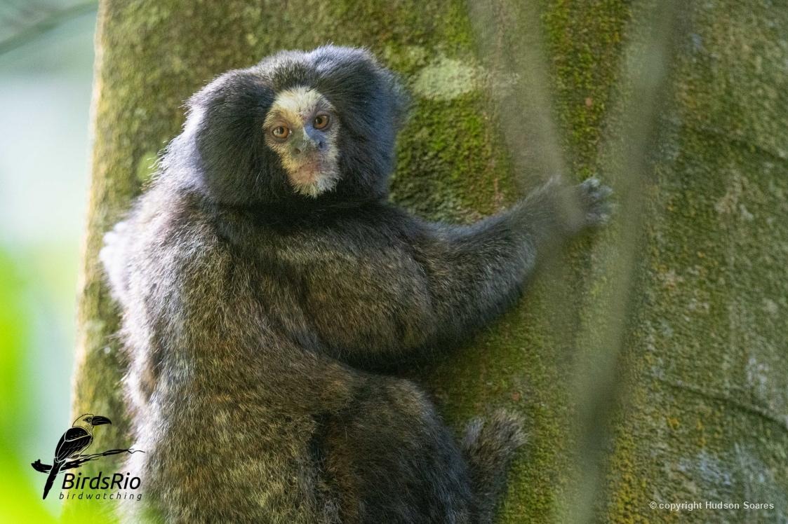 Biofaces tweet media