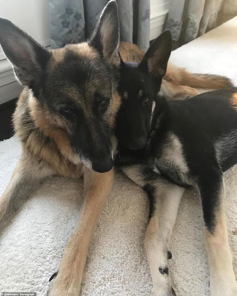 TheOvalPawffice's tweet photo. 🐾 We’re not crying. Winston sneezed and some rogue floofs flew into our eyes. #PawsidentialAddress #BuildBarkBetter https://t.co/Ozv2zLNQqt