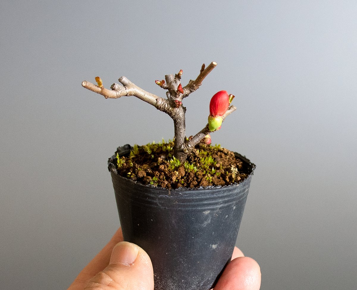 E 盆栽と正子鉢 Kuniibmb Twitter