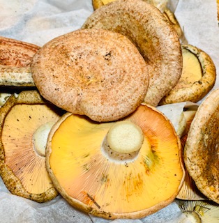 These little babies came through our doors this morning...the season has arrived!