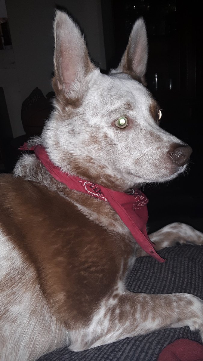 CitizenPayne6's tweet photo. Buddy's demoning tonight.
#DevilDawg https://t.co/qbHv55iow0