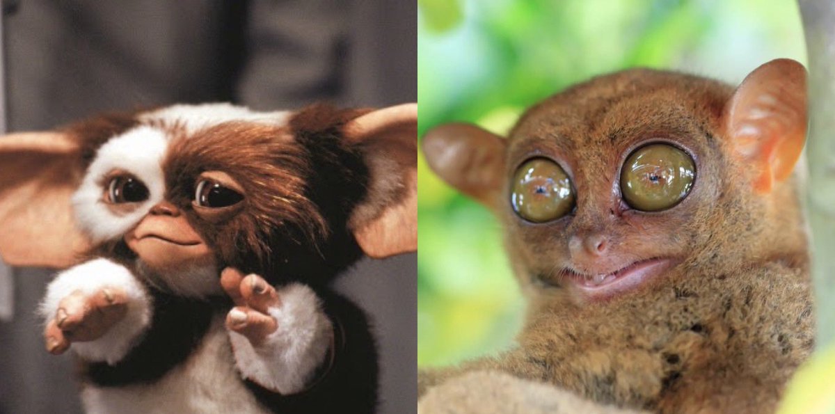 radiationmouth's tweet photo. A Tarsier is what happens when you give a Mogwai coffee #2021MMM https://t.co/Vss924CiZA