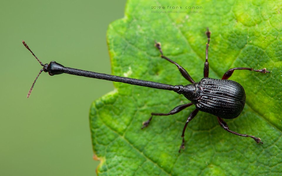 KLLiiNNG's tweet photo. I just learned that giraffe weevils exist and if you haven't seen them before: now you have

(pics from https://t.co/RMUknwGvqK) https://t.co/qEUugQLeAK