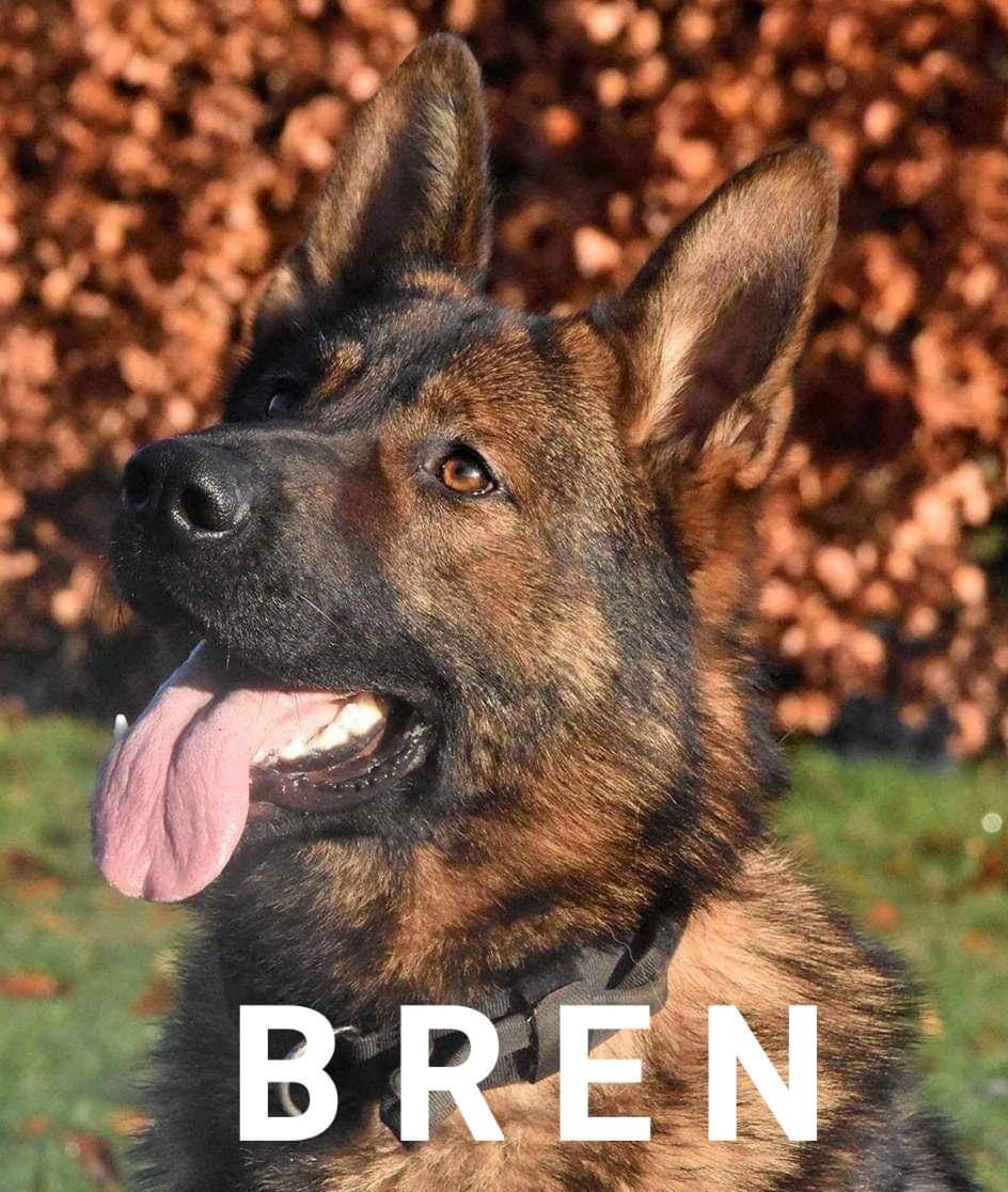 GMPDogs's tweet photo. Pd Bren
A nice birthday treat for his handler.
Bren located a male off a track, after following his scent for 20 mins.
The male had run from a vehicle after a pursuit.
When located the male was sat eating- however getting mouldy crumpets out of the bin- didn’t fool PD Bren https://t.co/jeS5jvh5vi