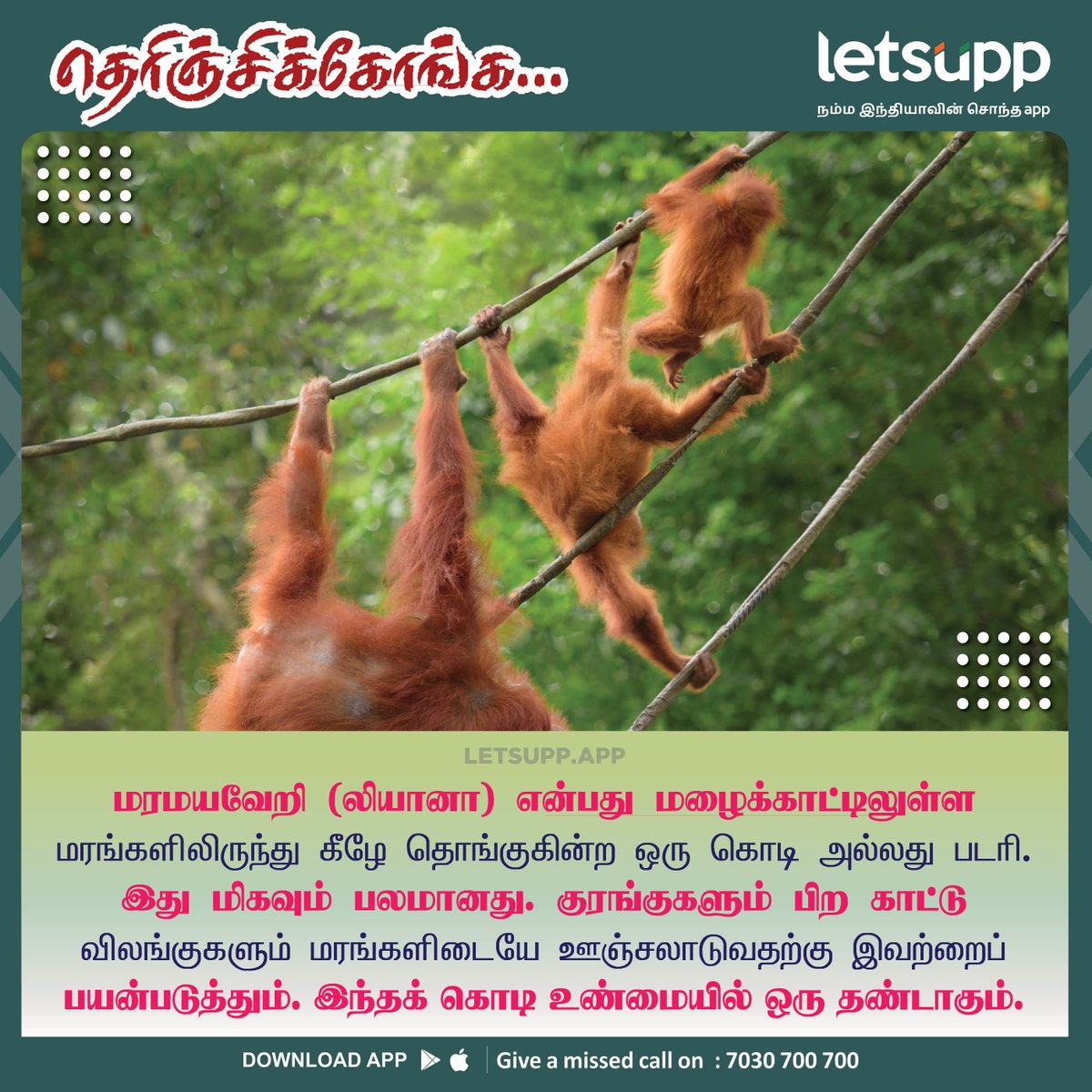 LetsUpp_Tamil's tweet image. இந்த விசயம் தெரியுமா உங்களுக்கு?

#maramayaveri #foresttrees #Facts