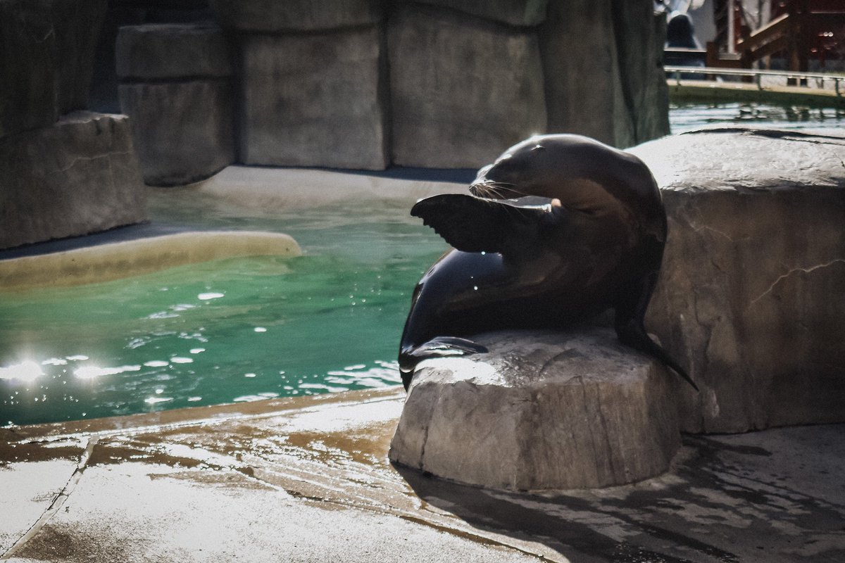 MaggieMoller's tweet photo. For her birthday, I took my future marine biologist to visit the mammals she’s been admiring behind glass for years.  Thank you @blankparkzoo for helping arrange this behind the scenes tour for Faith. She was in heaven! 🦭 #dsmusa #zoo #seals #birthdaygirl https://t.co/3SCeLrL1C6