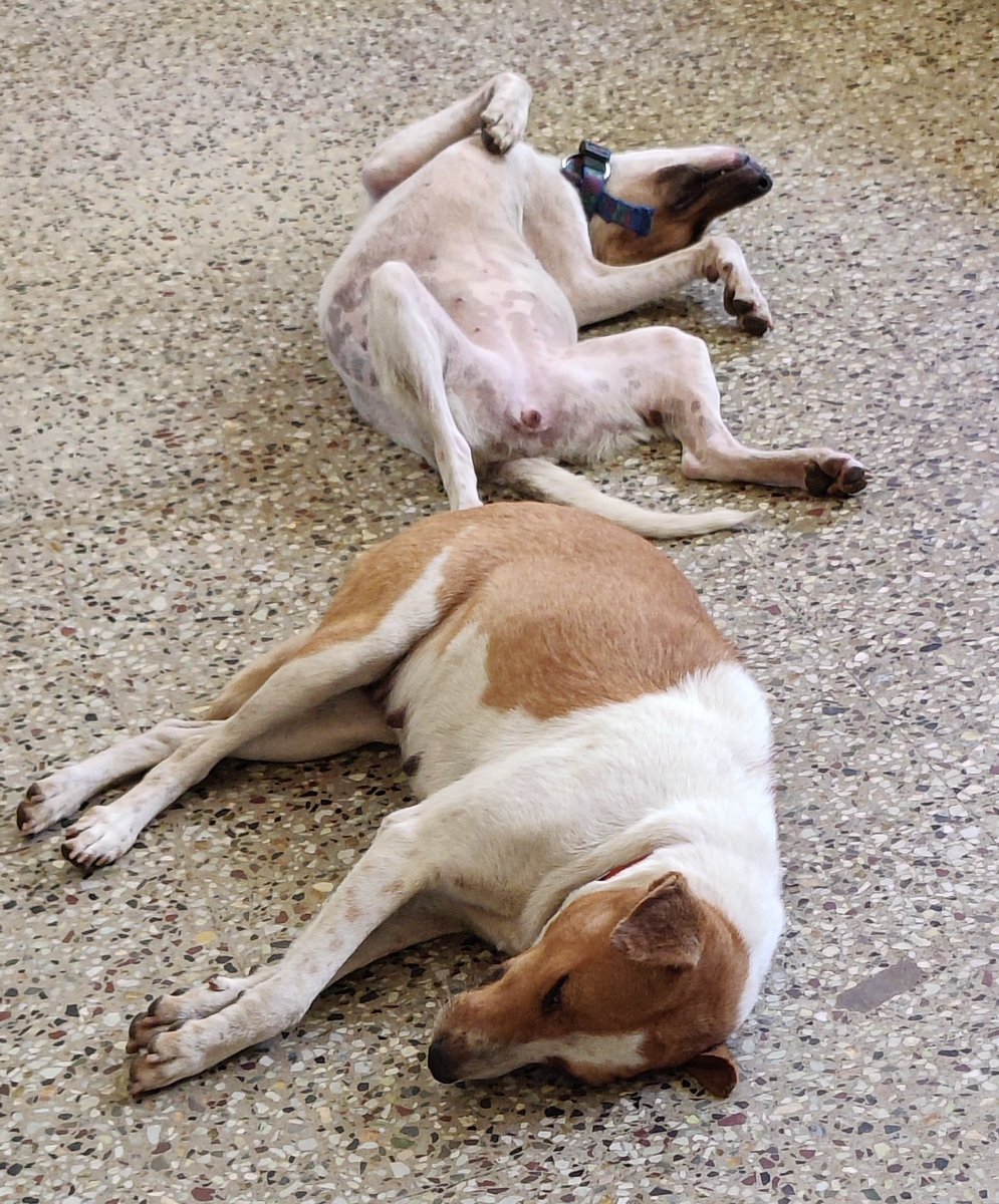 Decently sane mother, Completely wacko daughter 😜

Both are looking for homes (separate is fine). Post #1 of many adoption appeals to come. More details coming up

#Chennai RT for good Karma 

#DogsOfTwitter