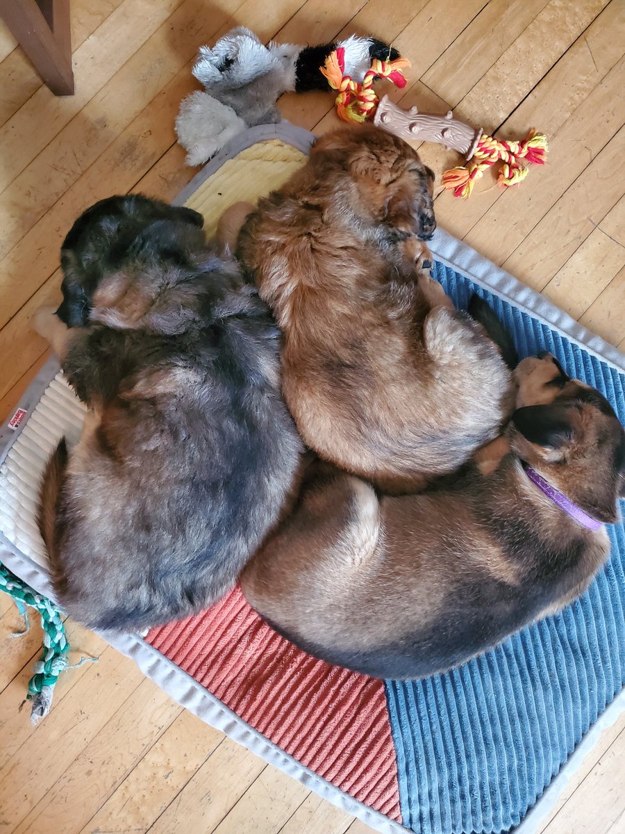 raile_j's tweet photo. Who wants to adopt Martin and Magellan (the darker pups on the outside of the snuggle pile) from @TurtleAnimal ?! They will be ready to move on to their furever homes on the 20th #AdoptDontShop #Fargo https://t.co/ah4wB9qukb