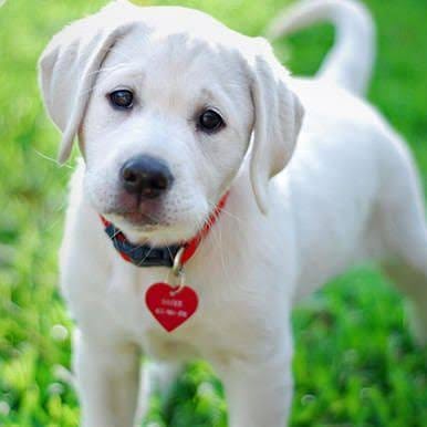 Labrador Retriever Dogs Lovers🇺🇸 tweet media