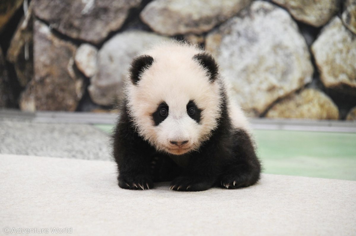 天使なの よちよち歩きの破壊力 アドベンチャーワールドで赤ちゃんパンダの公開が始まる ライブ配信あり Togetter